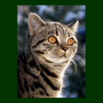 Dakota - Cat Poster posters
