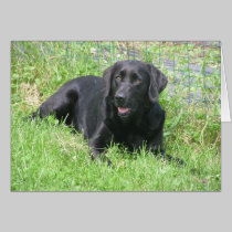 Dakota in the Sun cards