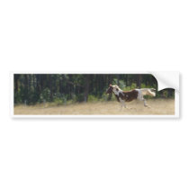 Dakota Pinto Horse bumper stickers by sharonsphotography Dakota Pinto Horse bumper stickers