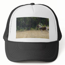 Dakota Pinto Horse hats