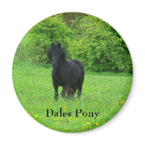 Dales Pony button magnets