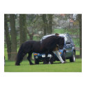 Dales Pony canvas posters by annamrh Dales Pony canvas posters