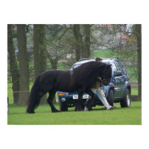 Dales Pony canvas posters
