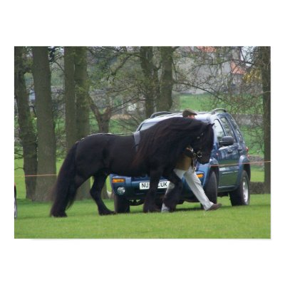 Dales Pony canvas Print by annamrh