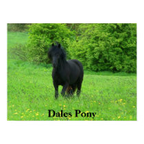 Dales Pony Poster posters