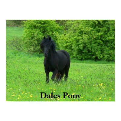 Dales Pony Poster by annamrh