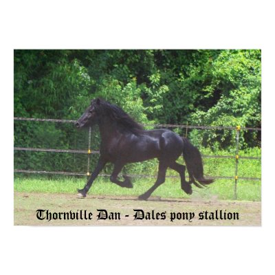 Dales Pony stallion Poster by annamrh