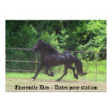 Dales Pony stallion Poster posters by annamrh Dales Pony stallion Poster posters