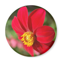 Dalhia magnets by Kathies_Kreations Dalhia magnets