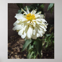 DALIA BLANCA IMPRESIONES