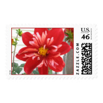 DALIA STAMP stamps