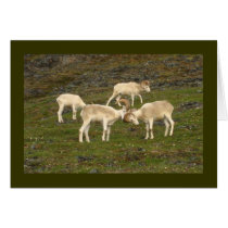 Dall Sheep cards