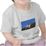 Dall Sheep-huge ram Tees