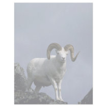 Dall sheep (Large ram) Personalized Letterhead