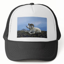 Dall sheep (Large ram lying down) Hats