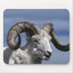 Dall sheep (Large ram) Mousepad