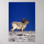 Dall sheep (Large ram on snowy skyline) Posters