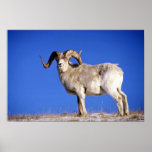 Dall sheep (Large ram on snowy skyline) Print