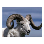 Dall sheep (Large ram) Post Card