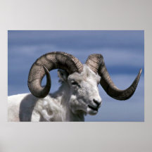 Dall sheep (Large ram) Posters
