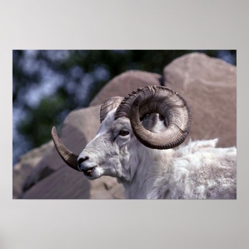 Dall sheep (Large ram) Print