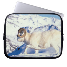 dall sheep, Ovis dalli, full curl ram on a Laptop Computer Sleeves