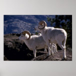 Dall sheep (Pair of rams alert on mountain peak) Poster