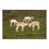 Dall Sheep posters by aaronleavy Dall Sheep posters