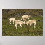 Dall Sheep Print