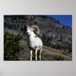 Dall sheep (Ram alert on mountain crest) Print