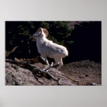 Dall sheep (Ram running acroos mountainside) Print