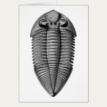 Dalmanites pratteni art card cards