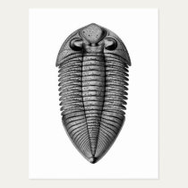Dalmanites pratteni art postcard postcards