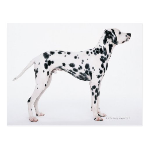 Dalmatian 3 post cards