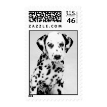 Dalmatian_4 postage