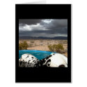 Dalmatian and Pool Card