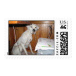 Dalmatian Boxer postage stamp