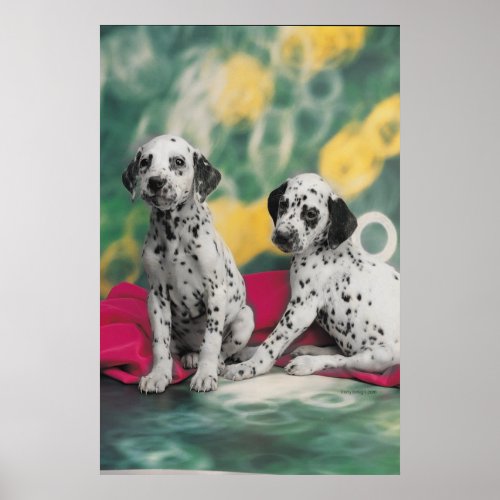 Dalmatian Puppies Poster print