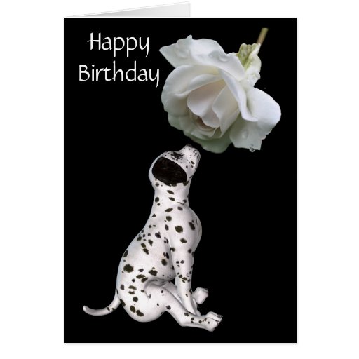 dalmatian puppy and white rose birthday card