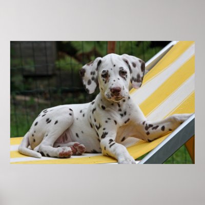 Dog+pictures+to+print+for+kids