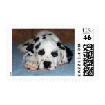 Dalmatian Puppy postage
