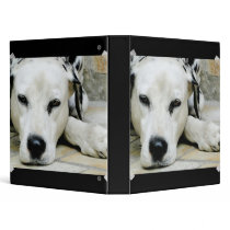 Dalmatian Resting  Binder