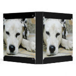 Dalmatian Resting  Binder