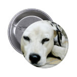 Dalmatian Resting  Button