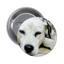 Dalmatian Resting  Button