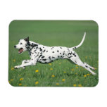 Dalmatian Running Flexible Magnets