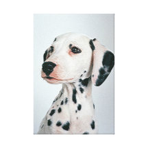 Dalmatians  Stretched Canvas Print
