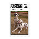 Dalmatians Sunny Day Stamp