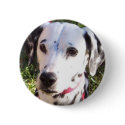 dalmation buttons