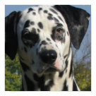 postcard - Dalmation dog print.